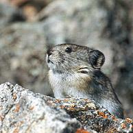 American pika (Ochotona princeps) on the look-out in rocky habitat, North America, Alaska, Denali NP, USA
<BR><BR>More images at www.arterra.be</P>